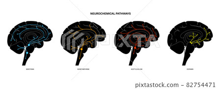 Neurochemical pathway diagram 82754471