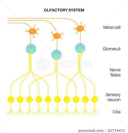 Olfactory system anatomy Olfactory system anatomy 82754473