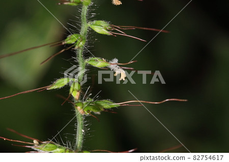 Natural plant, Oplismenu hirt, white and long hair on the stem and inflorescence axis is conspicuous and hairy on the whole Natural plant, Oplismenu hirt, white and long hair on the stem and inflorescence axis is conspicuous and hairy on the whole 82754617