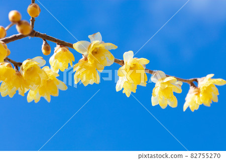 Lobai flower 82755270
