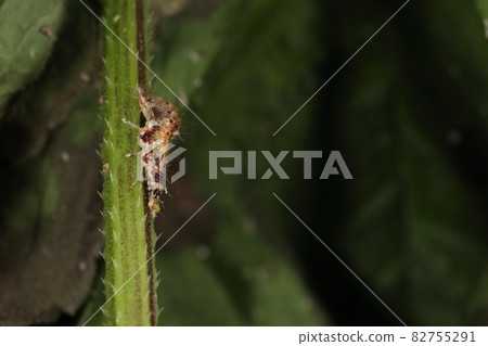 生物、昆蟲、草蛉、幼蟲。吃大量的蚜蟲和紅蜘蛛，所以它是植物的盟友 82755291