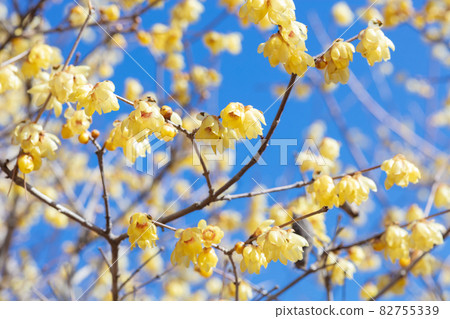 Lobai flower 82755339