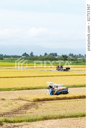 Rice reaping 82755367