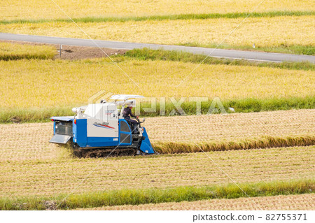 Rice reaping Rice reaping 82755371