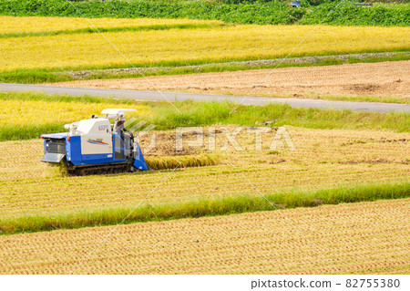 Rice reaping 82755380