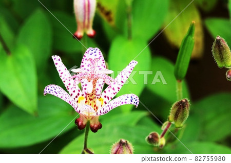 Japanese toad lily petals are purple and styles are pink Japanese toad lily petals are purple and styles are pink 82755980