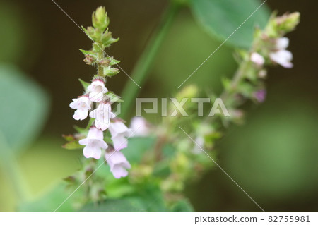 Inukoju, which resembles a perilla flower Inukoju, which resembles a perilla flower 82755981
