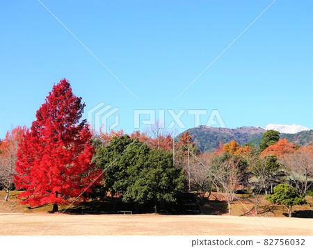 被稱為“紅色聖誕樹”的高大樹“福樹”的景觀 被稱為“紅色聖誕樹”的高大樹“福樹”的景觀 82756032