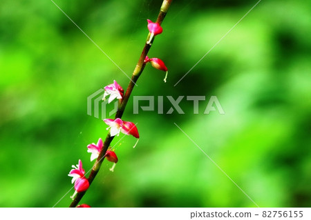 水引花開始綻放 82756155