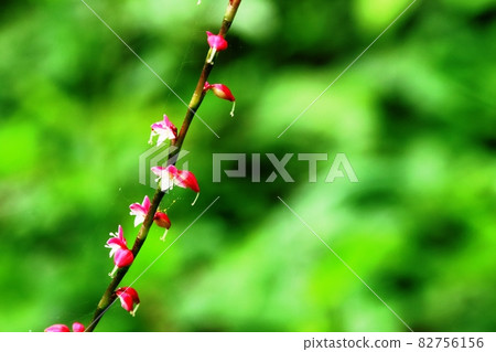 Mizuhiki flowers begin to bloom 82756156