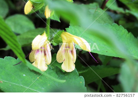 Kibana Akigiri (yellow flower autumn paulownia) stamen 82756157