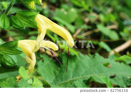 長雌蕊丹參(秋黃花) 長雌蕊丹參(秋黃花) 82756158