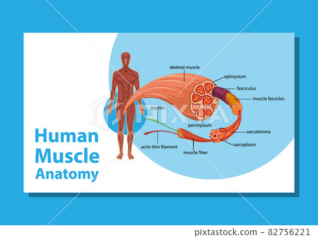 Human muscle anatomy with body anatomy Human muscle anatomy with body anatomy 82756221