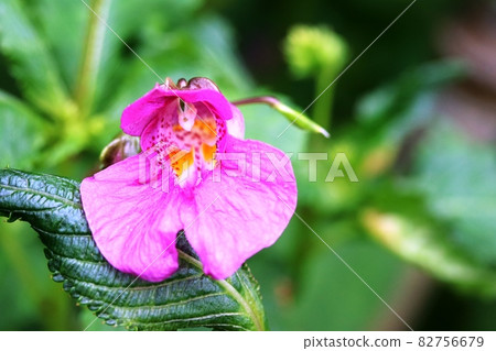Impatiens textori (fishing boat grass) From male stage to amphoteric stage Impatiens textori (fishing boat grass) From male stage to amphoteric stage 82756679