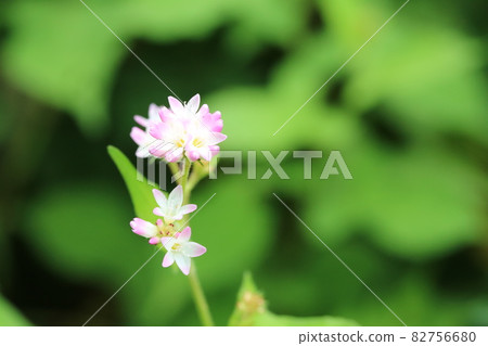 The flowers of Polygonum thunbergii are beautiful! The flowers of Polygonum thunbergii are beautiful! 82756680
