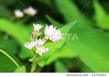 The flowers of Polygonum thunbergii are beautiful! The flowers of Polygonum thunbergii are beautiful! 82756681