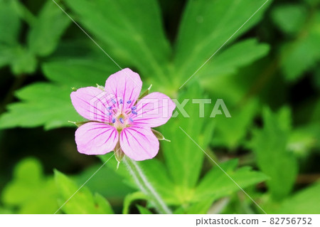 雌性天竺葵 紅色開花的證據 照片素材 圖片 圖庫