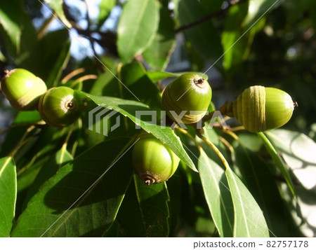 Acorn Acorn 82757178