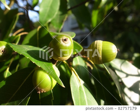 Acorn Acorn 82757179