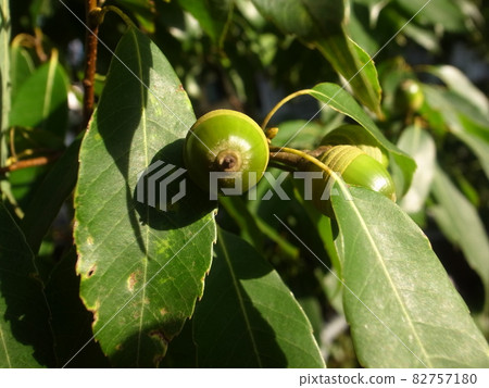 Acorn 82757180
