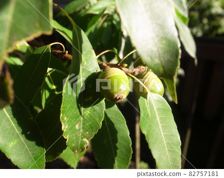 Acorn 82757181