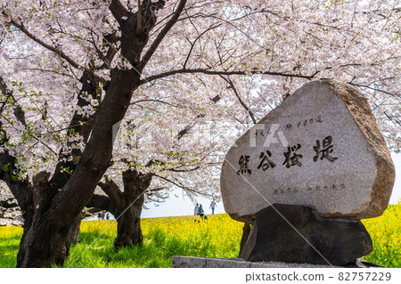 【櫻花名勝】埼玉縣熊谷櫻花屋的一排櫻花樹 【櫻花名勝】埼玉縣熊谷櫻花屋的一排櫻花樹 82757229