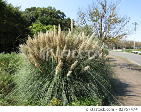 Minuma Hikawa Park 82757474