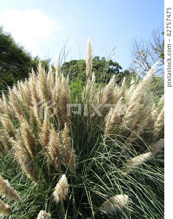 Minuma Hikawa Park 82757475