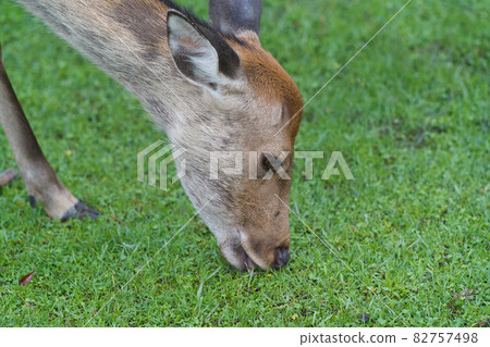 Deer in Nara Park Deer in Nara Park 82757498