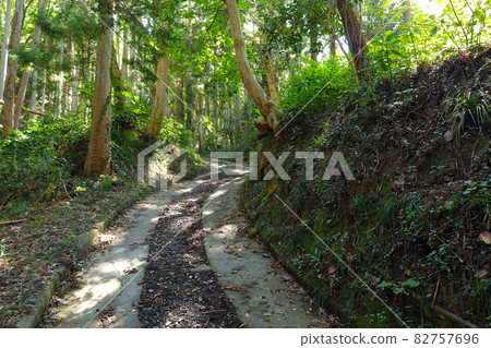 綠樹成蔭的森林中的陡坡。宮城縣東松島市宮戶市佐賀溪散步道,從大浜海灘到大東馬濱的道路 綠樹成蔭的森林中的陡坡。宮城縣東松島市宮戶市佐賀溪散步道,從大浜海灘到大東馬濱的道路 82757696