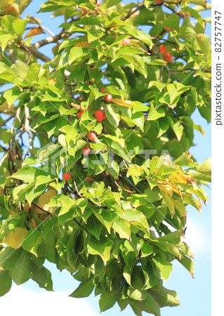 Colored magnolia kobus fruit 82757747