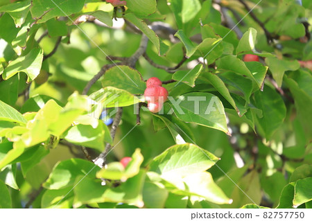 Colored magnolia kobus fruit 82757750
