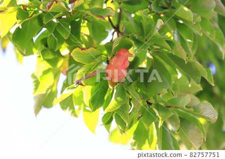 Colored magnolia kobus fruit Colored magnolia kobus fruit 82757751