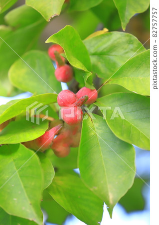 Colored magnolia kobus fruit 82757757