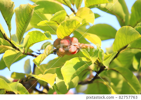 Colored magnolia kobus fruit Colored magnolia kobus fruit 82757763