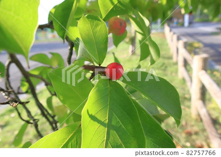 彩色玉蘭果 彩色玉蘭果 82757766