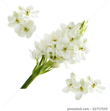 Set of white ornithogalum flowers isolated 82757839