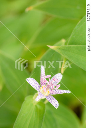 Autumn mountain wild grass Hototogisu Autumn mountain wild grass Hototogisu 82757849