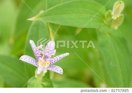 Autumn mountain wild grass Hototogisu Autumn mountain wild grass Hototogisu 82757895