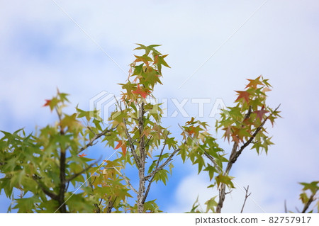 彩色的楓葉八福葉 彩色的楓葉八福葉 82757917