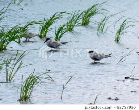 Ladybird tern Ladybird tern 82757980