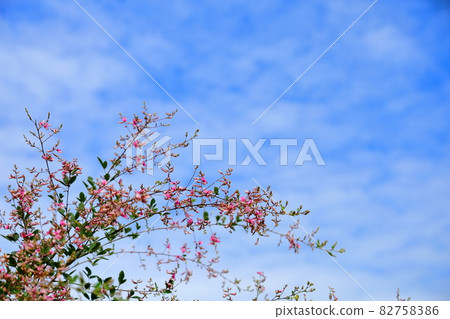 萩花 82758386