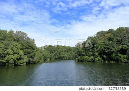 森林樹木 82758389