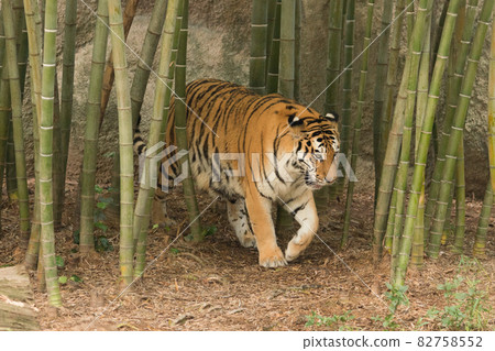 Mother of Amur tiger going through bamboo grove Mother of Amur tiger going through bamboo grove 82758552