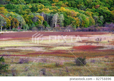 Autumn Oku-Nikko / Odashirogahara [Tochigi Prefecture] 82758896