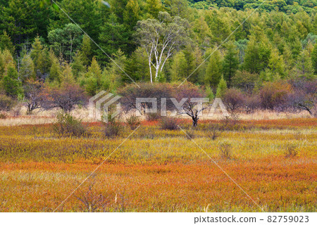 Lady of Odashirogahara, Oku-Nikko in autumn [Tochigi Prefecture] 82759023