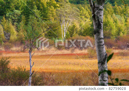 秋天的奧日光小田代原夫人[櫪木縣] 82759028