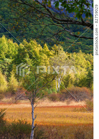 秋天的奧日光小田代原夫人[櫪木縣] 82759029
