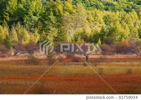 Lady of Odashirogahara, Oku-Nikko in autumn [Tochigi Prefecture] 82759034