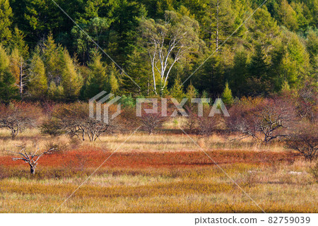 秋天的奧日光小田代原夫人[櫪木縣] 82759039